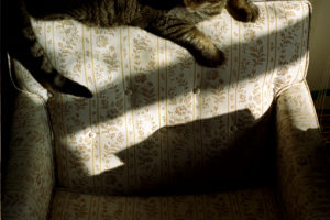 Tiger on Chair