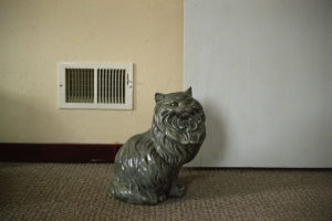 Gray Cat