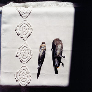 Bird Couple