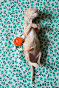 Daisy, Stillborn Kitten