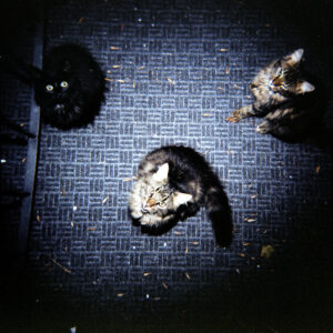 Feral Cats Staring at Me