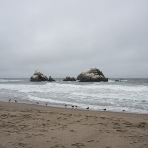 Seal Rocks with Birds