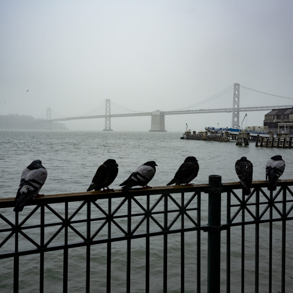 Pigeons