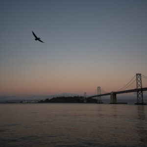 Birds at Sunrise over Bay Bridge